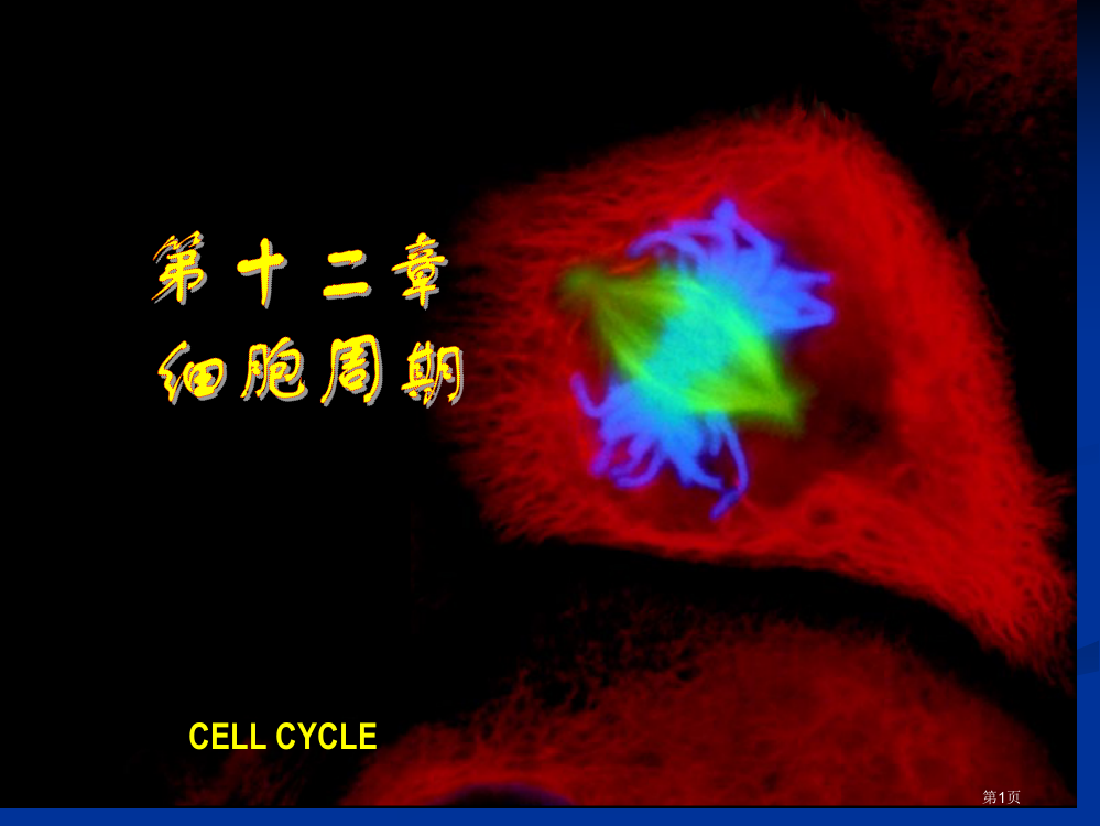 细胞周期翟中和细胞生物学全套省公共课一等奖全国赛课获奖课件