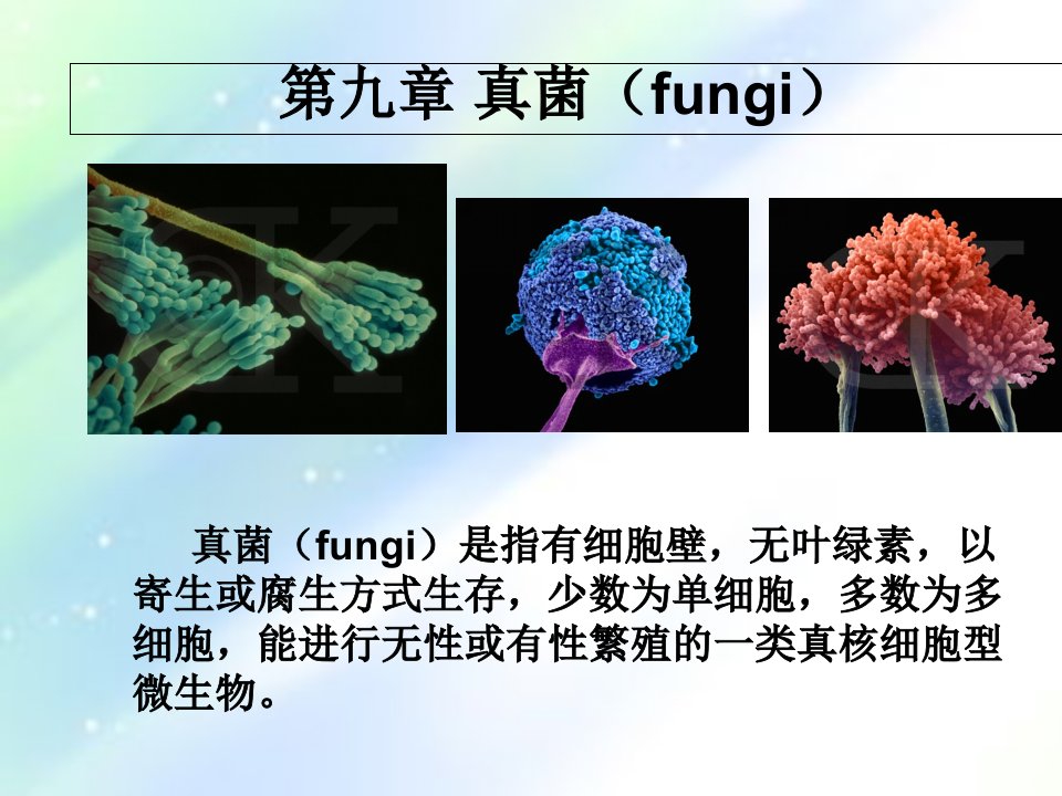 微生物学真菌市公开课一等奖市赛课获奖课件