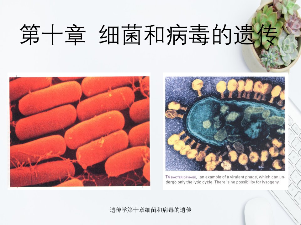 遗传学第十章细菌和病毒的遗传