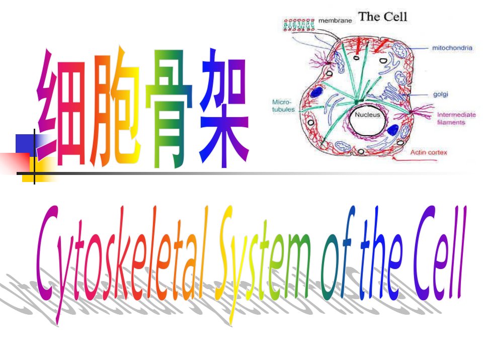 医学细胞生物学第七章细胞骨架