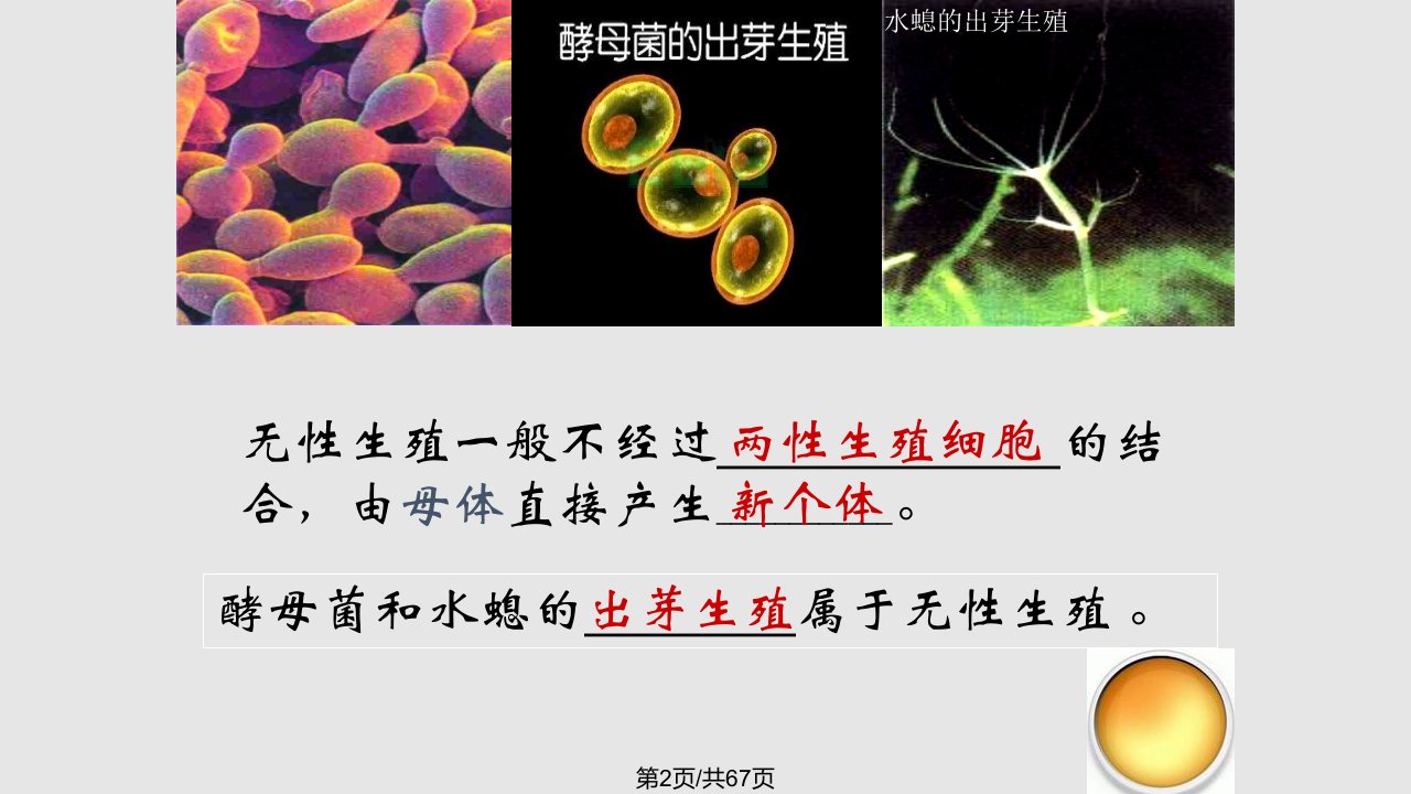 苏教生物八上复习资料