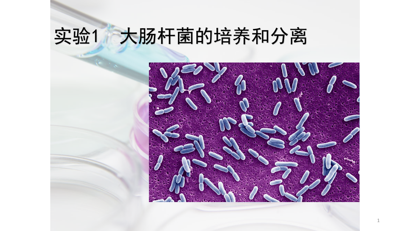 实验一大肠杆菌的培养和分离ppt课件