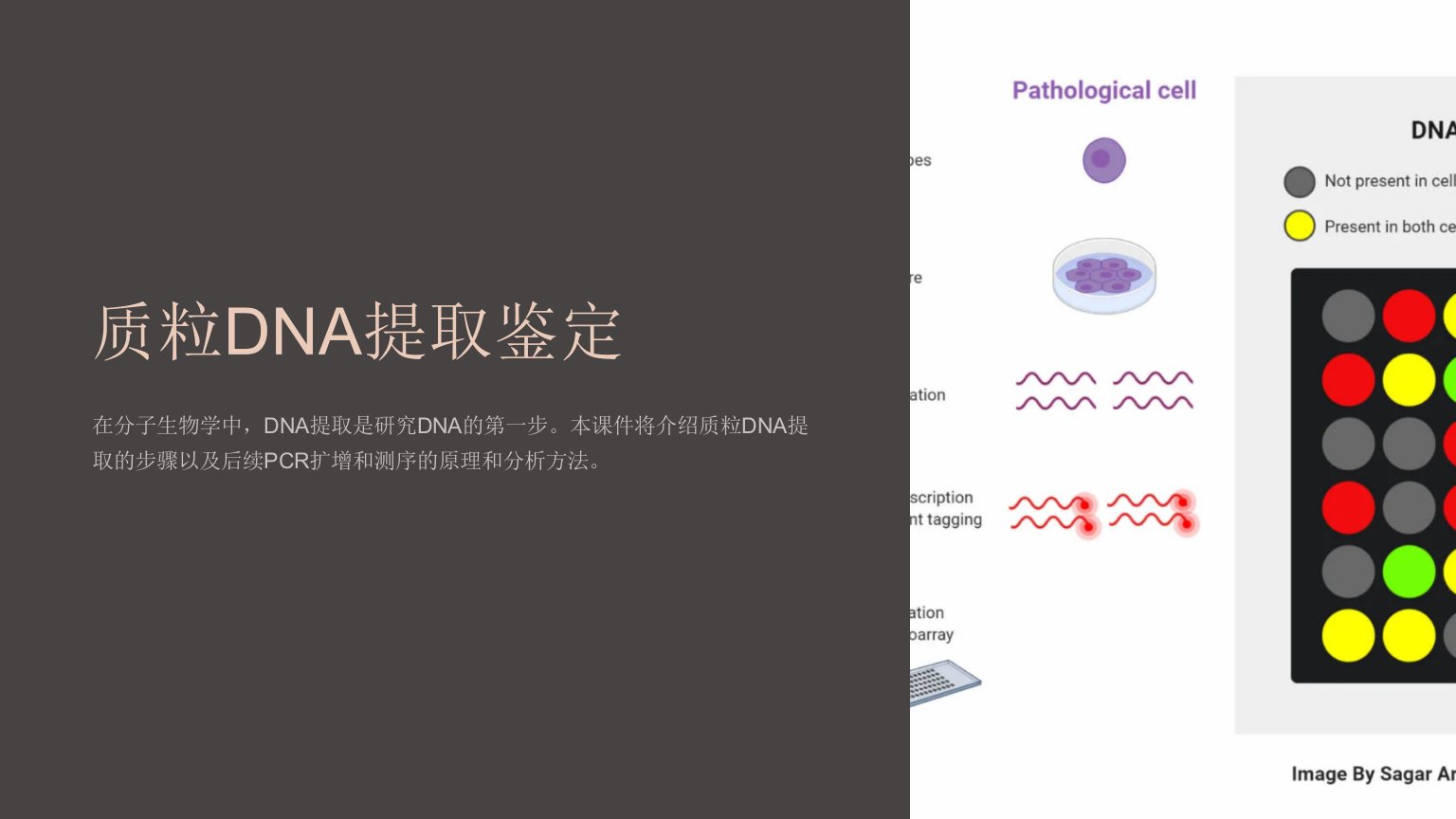 《质粒DNA提取鉴定》课件