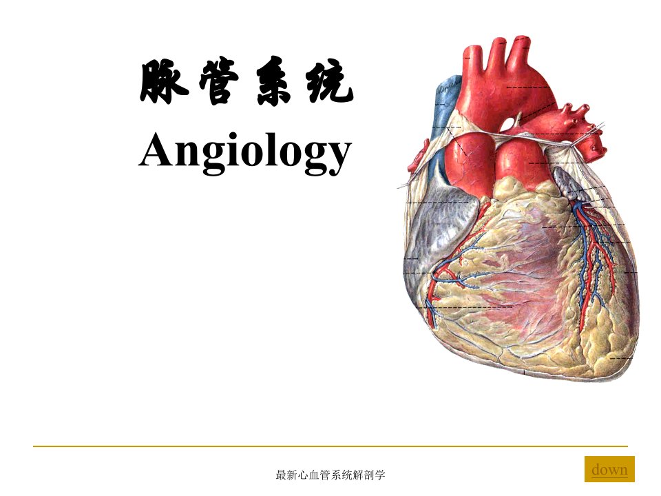 心血管系统解剖学