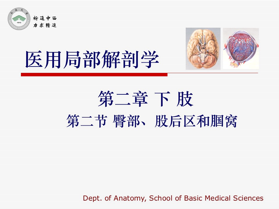 医用局部解剖学-臀部、股后区、腘窝