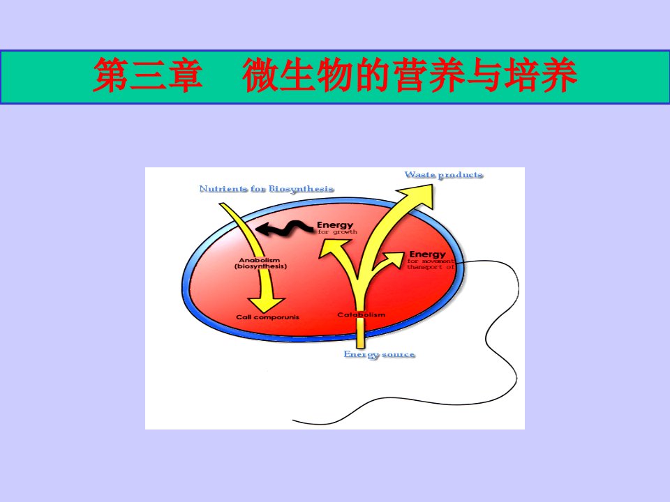 食品微生物学第三章微生物的营养与