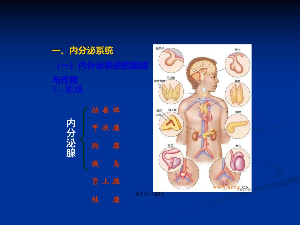 内分泌系统和免疫系统