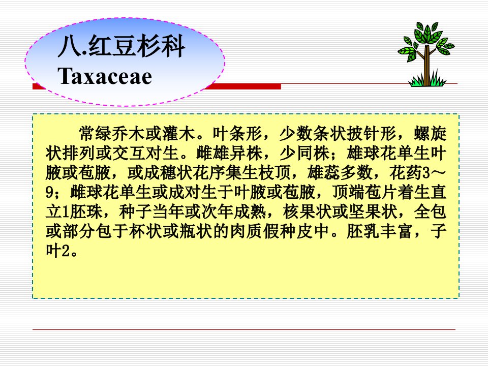 8&#46;红豆杉科Taxaceae