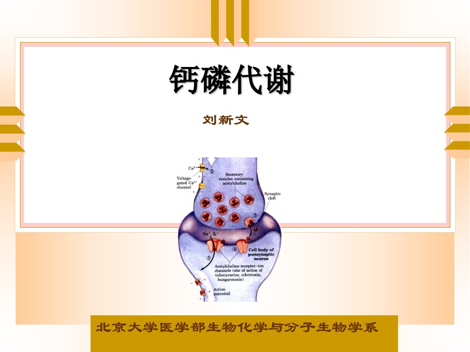 钙磷代谢紊乱的分子学基础