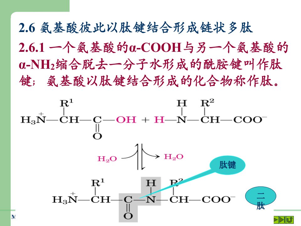 《蛋白质的一级结构》PPT课件