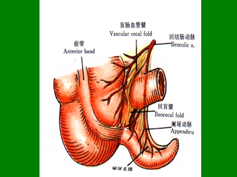 阑尾炎的诊断与治疗医学课件ppt