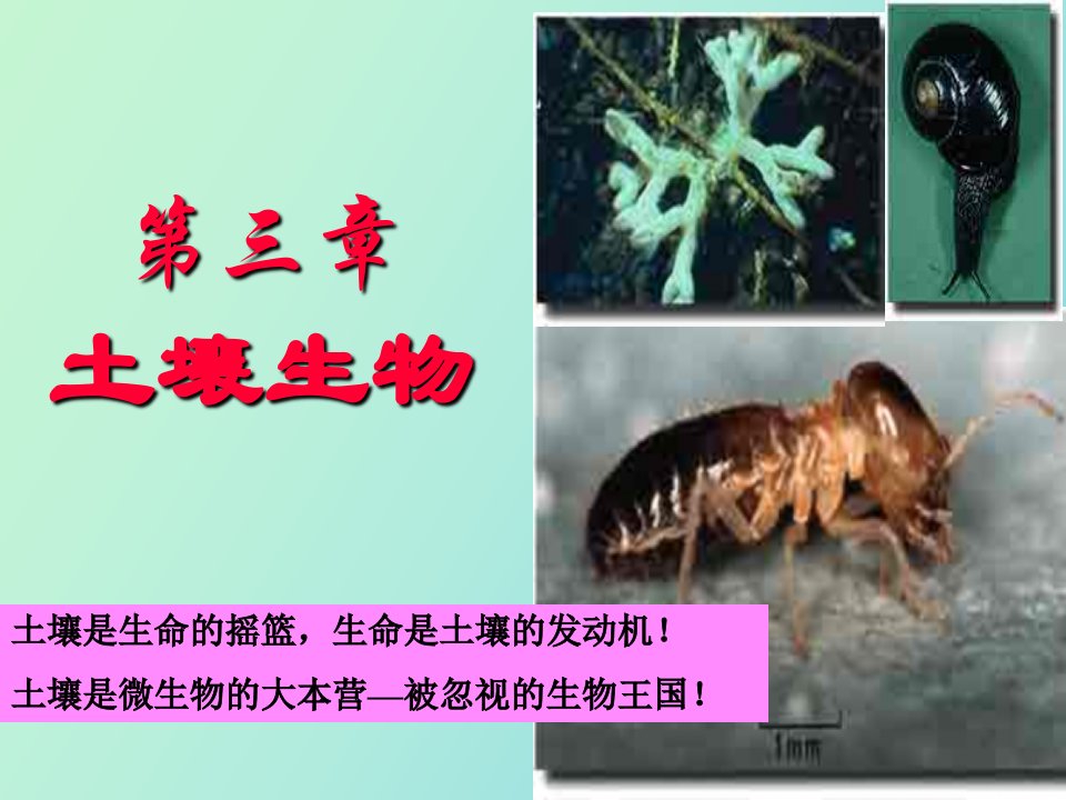 土壤生物森林土壤