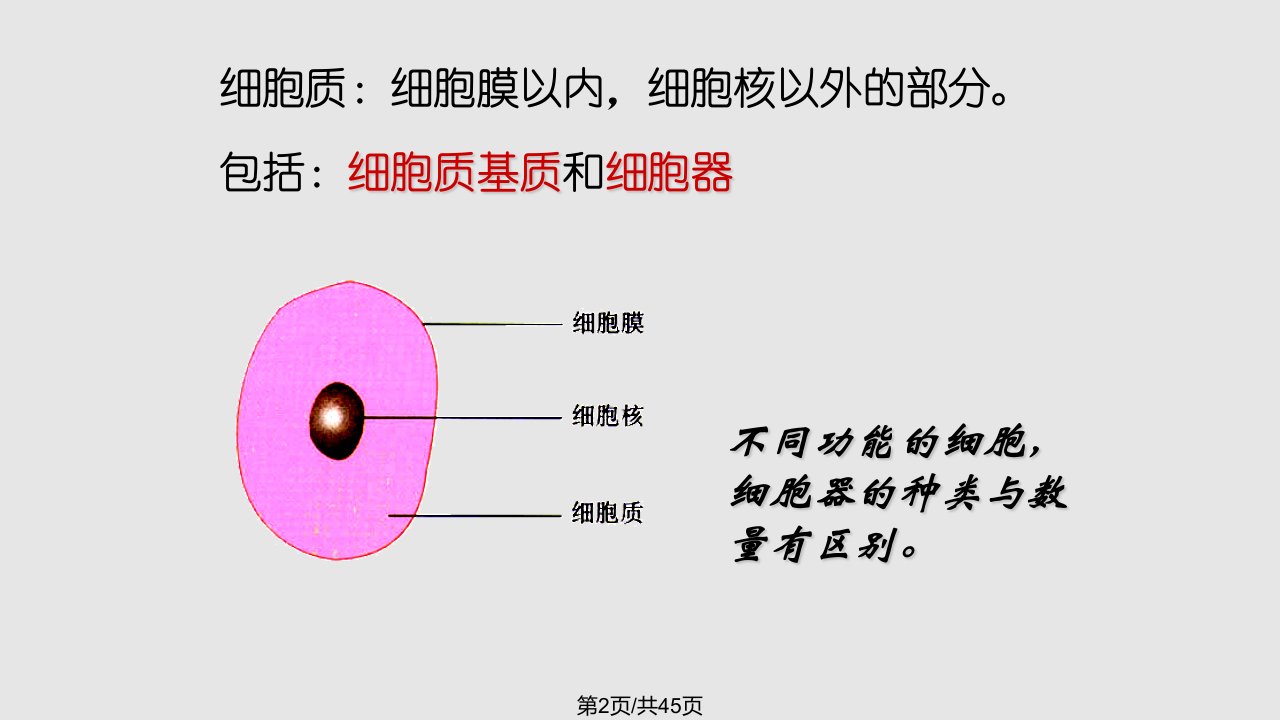 细胞器系统内分工合作好