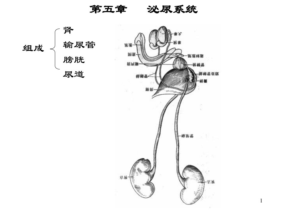 第五部分泌尿系统教学课件名师编辑PPT课件