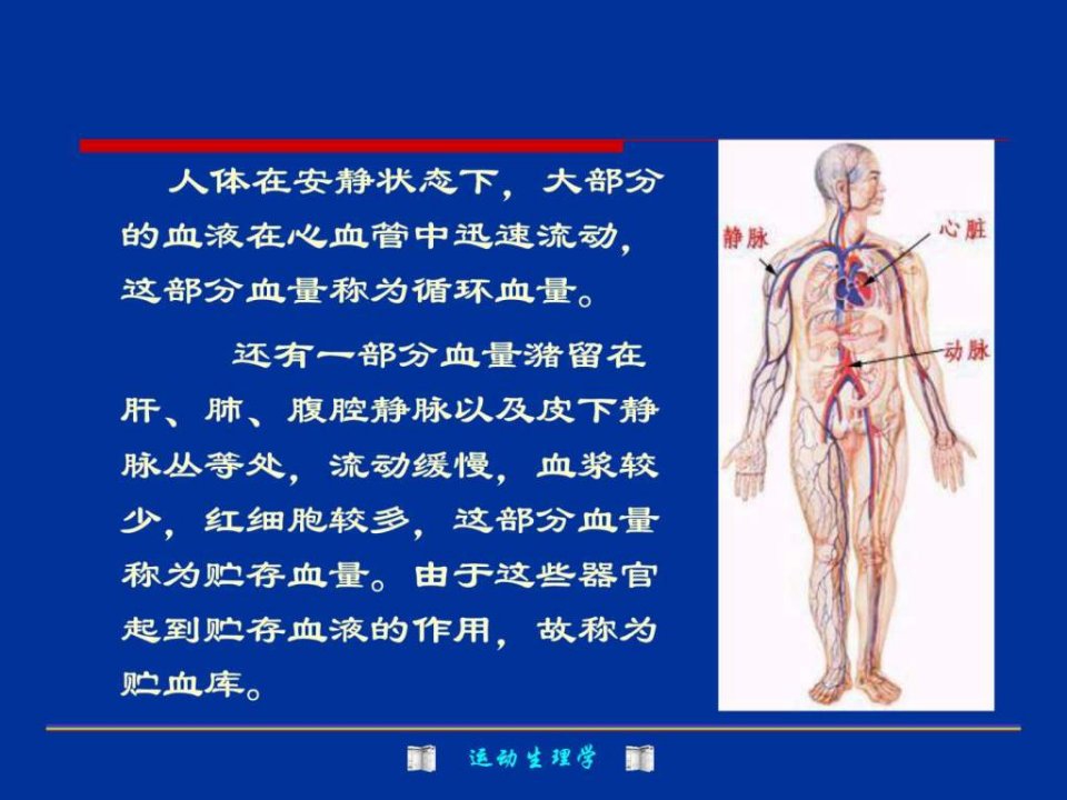 运动生理学第4章血液与运动