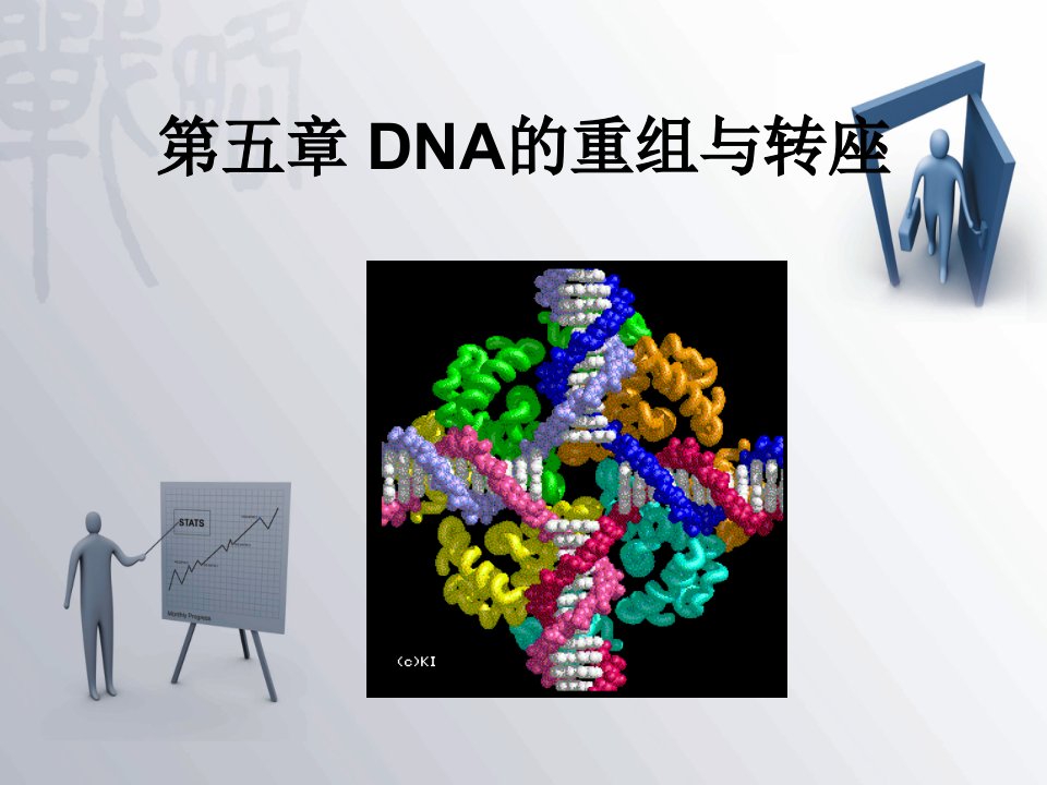 ch4DNA的重组与转座