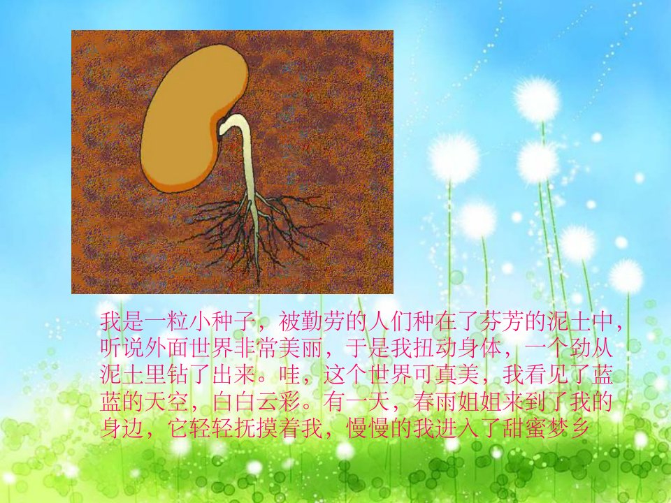 《种子生长过程》ppt课件