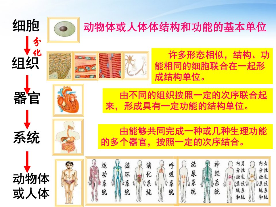 《植物体的结构层次》课件