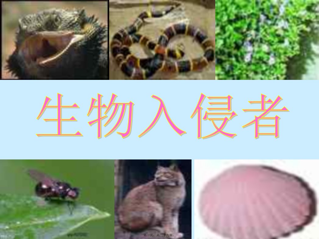 生物入侵者PPT课件