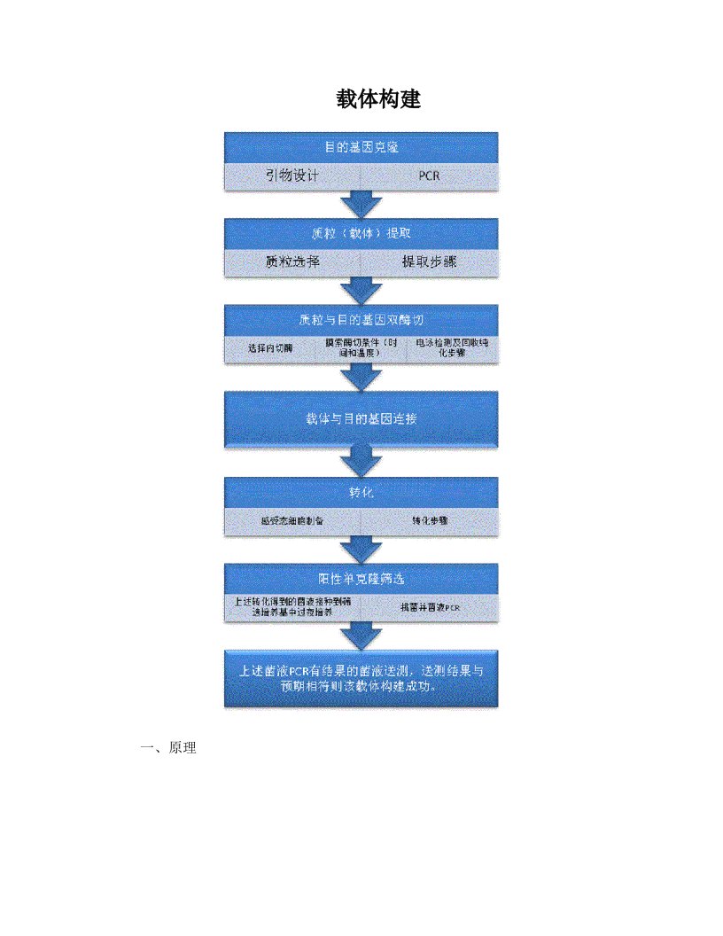 载体构建的基本步骤