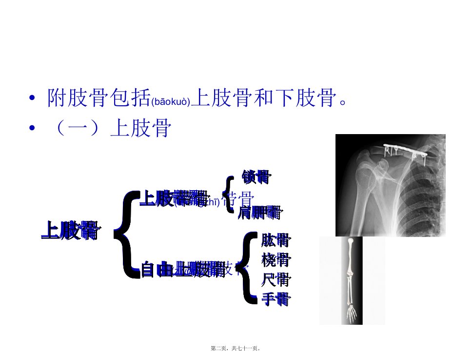 医学专题第三章第二节附肢骨