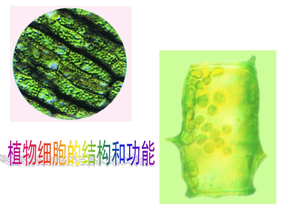 3&#46;1植物细胞的结构和功能