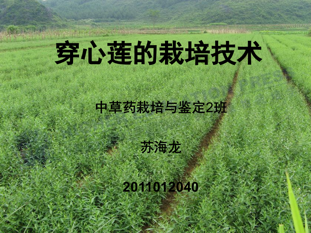 药用植物栽培学ppt1