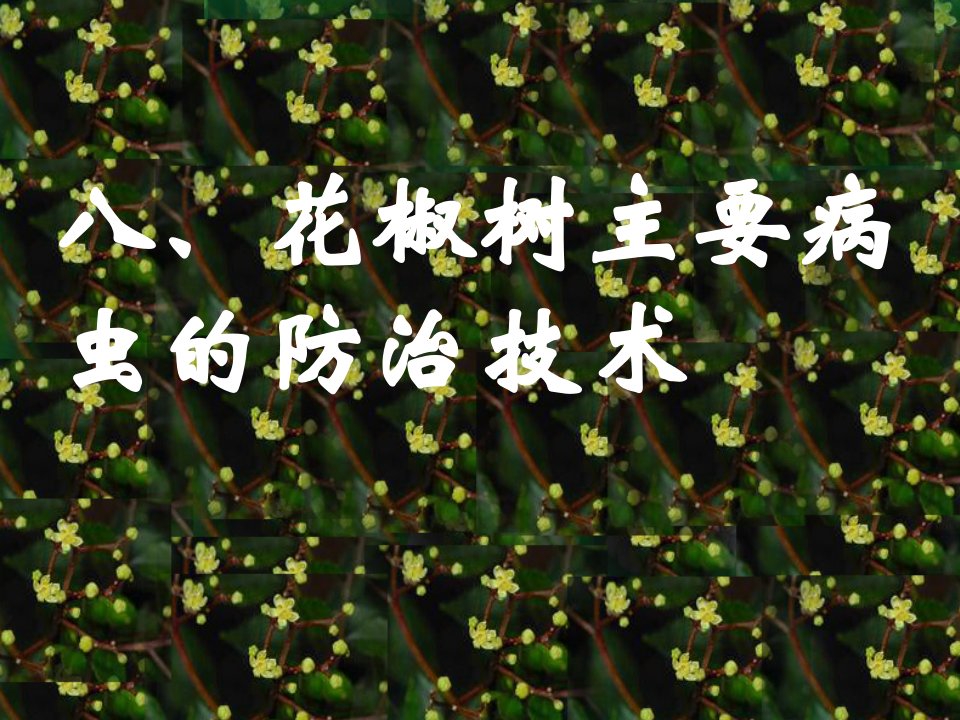 花椒主要害虫防治-课件·PPT