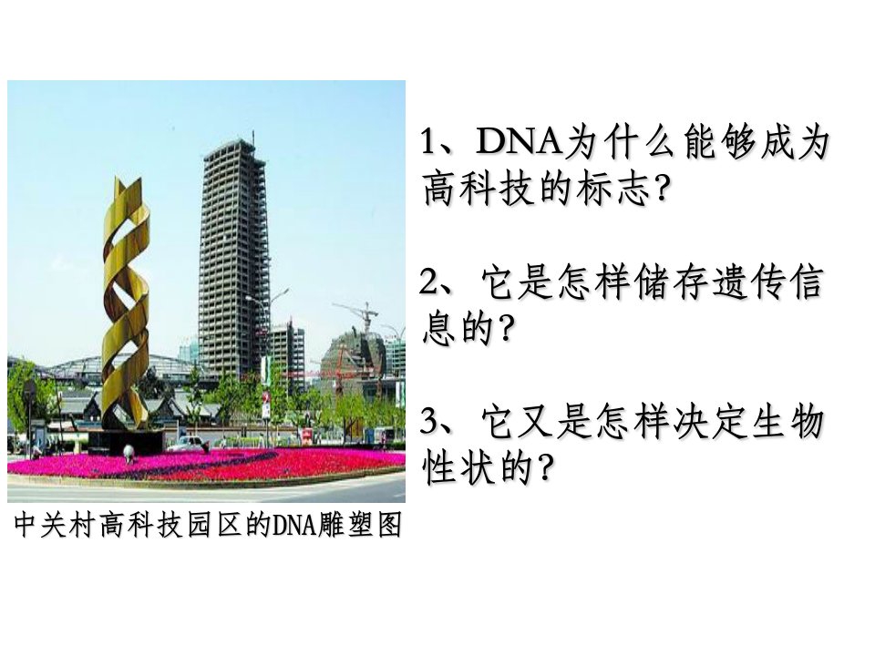 DNA结构特点