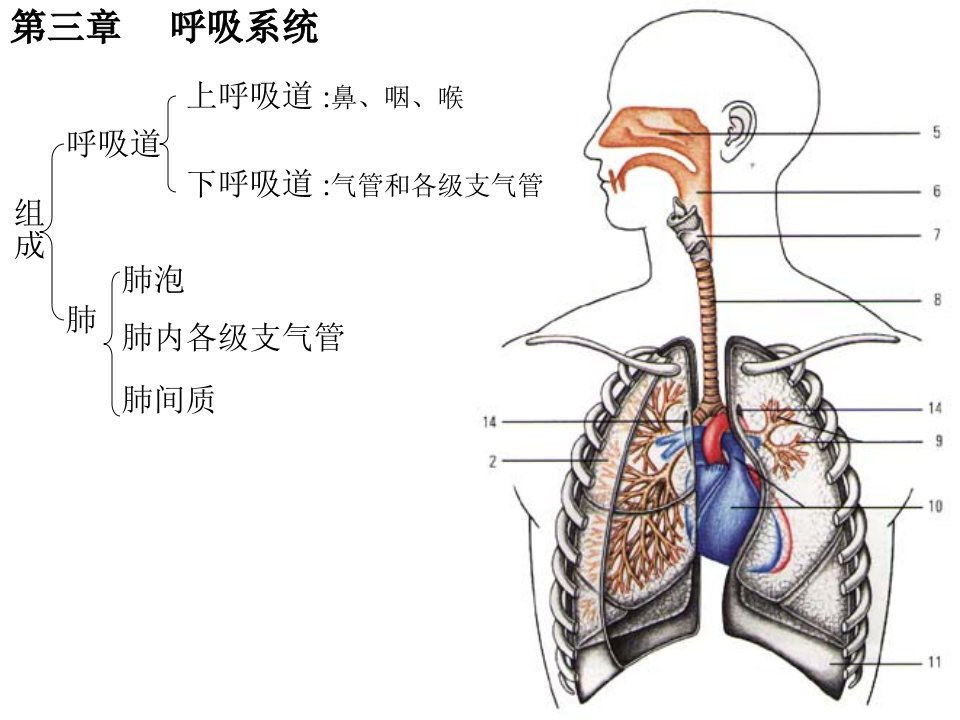 《呼吸系统A学院》PPT课件