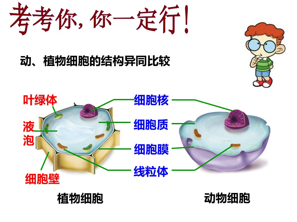 细胞的生活(课件)杨