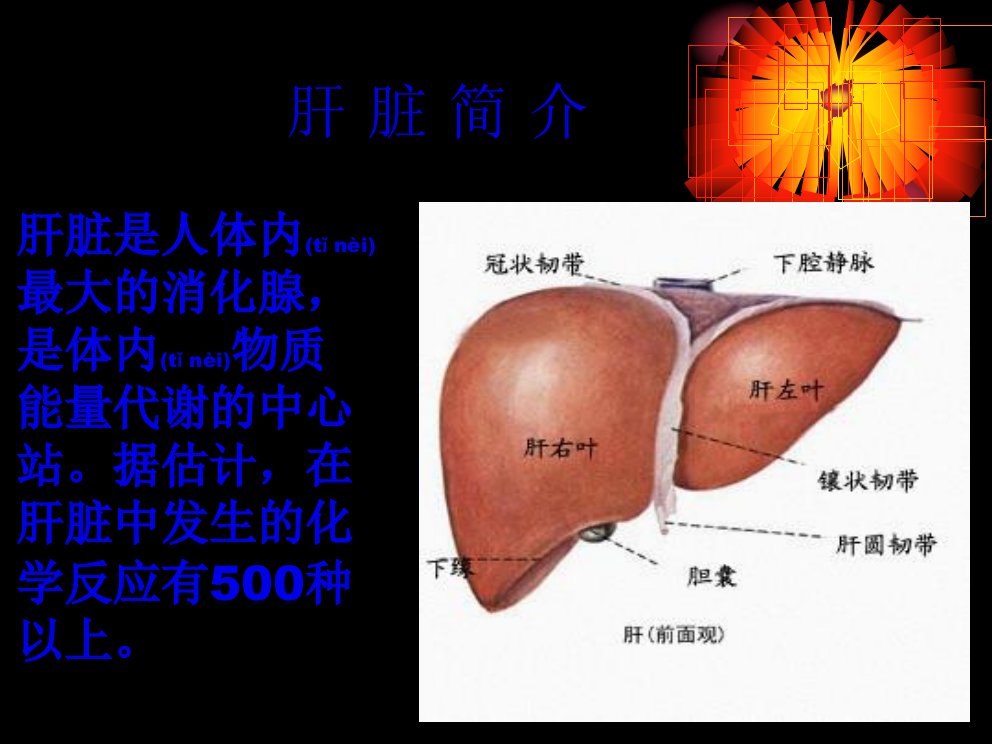 医学专题常见肝病成因与防治