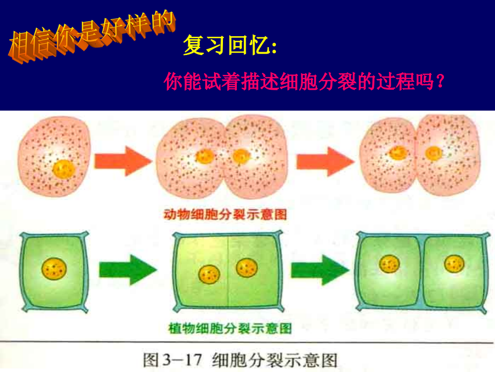 细胞分化形成组织课件ppt课件