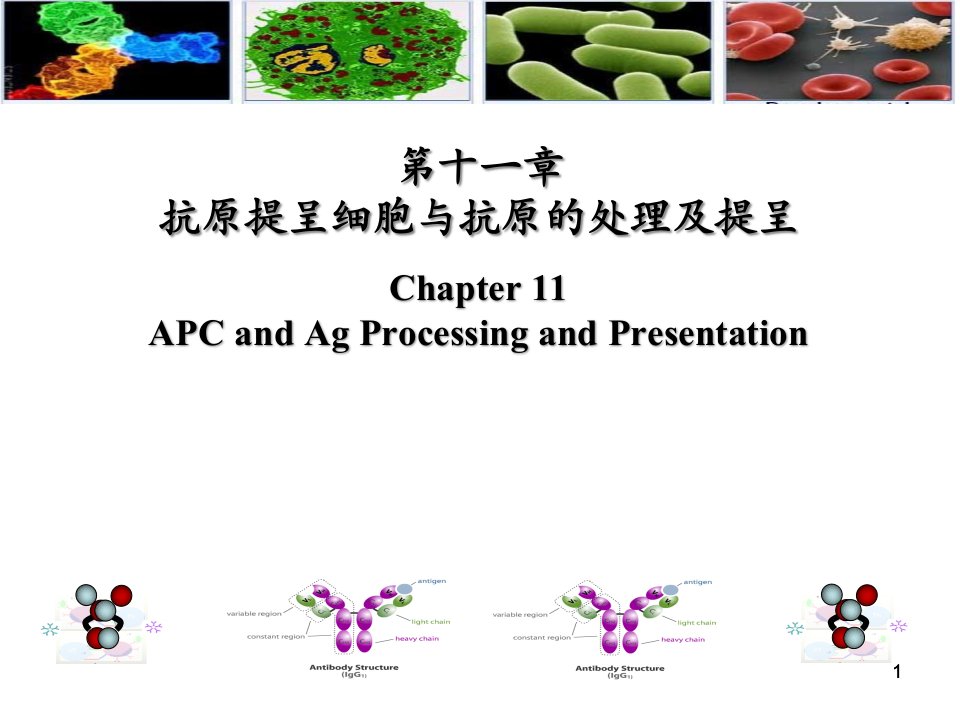 医学免疫学-第十一章-APC及抗原的处理与提呈课件