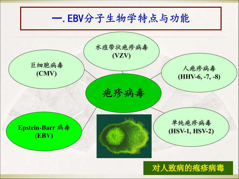 EBV病毒讲课教学文案