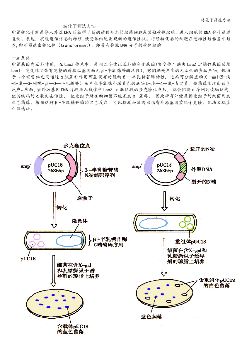 转化子筛选方法