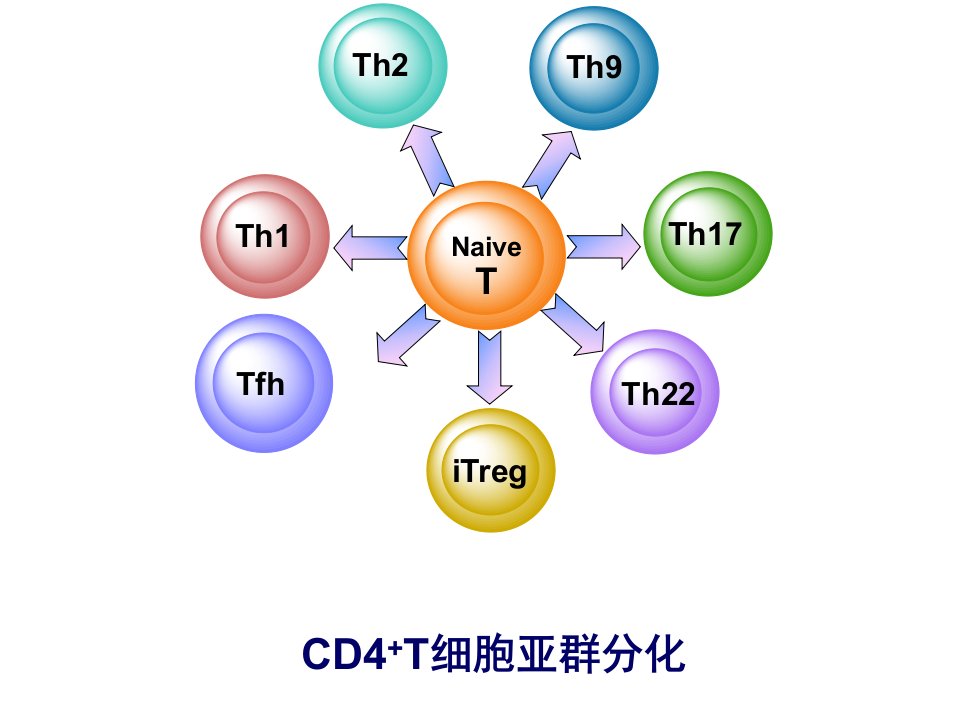 辅助性T淋巴细胞的研究进展