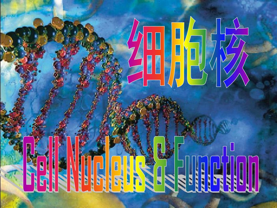 医学细胞生物学第八章细胞核和染色体