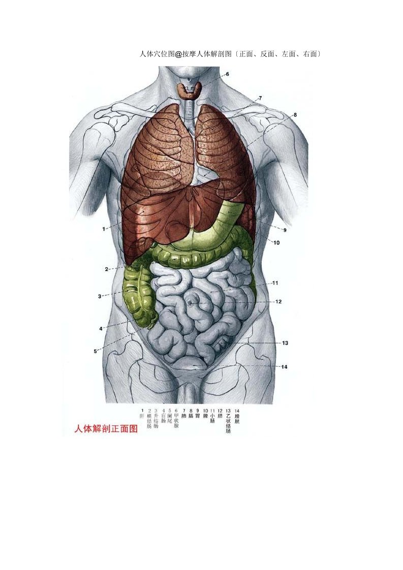 最新人体穴位图大全及详解