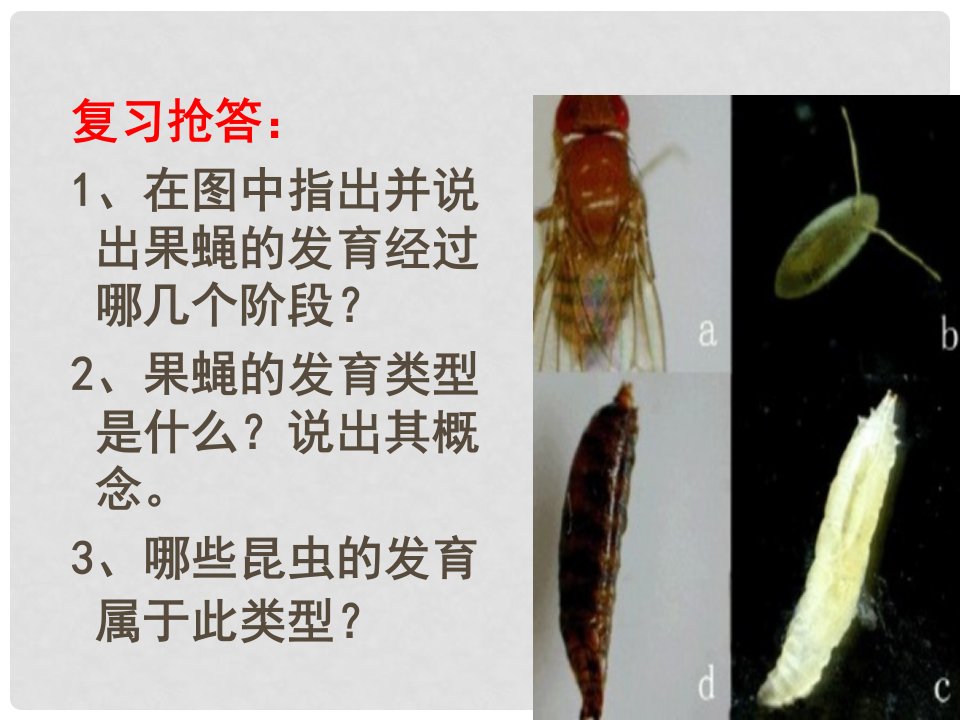 八年级生物上册