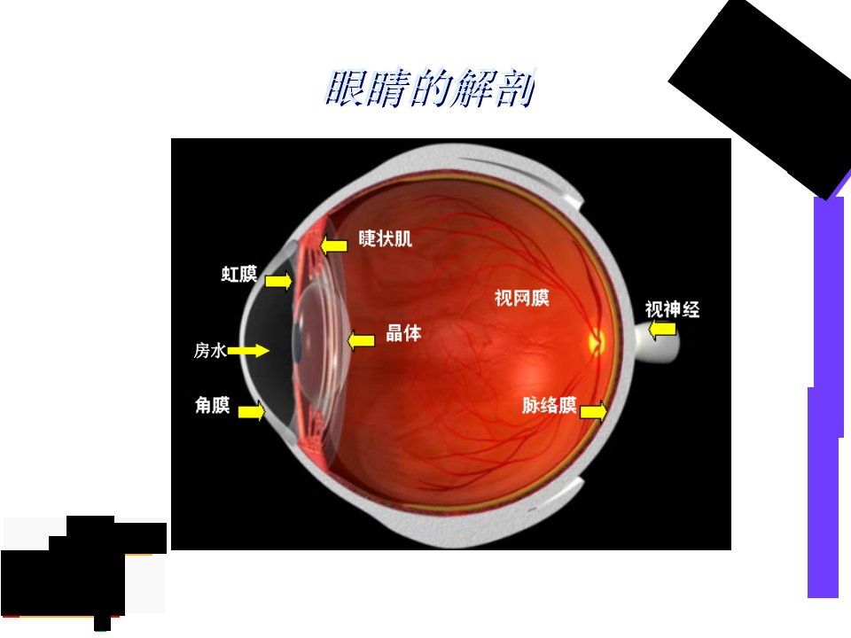 眼科基础知识知识讲解课件