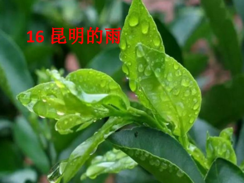 部编版八上16.昆明的雨