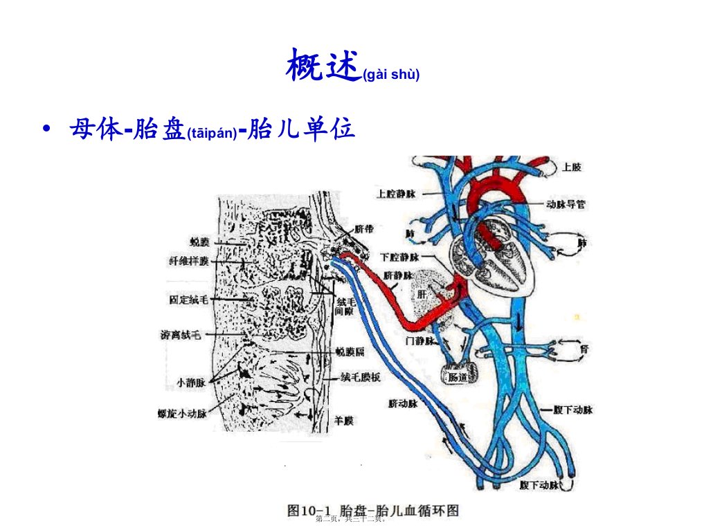 医学专题妊娠期及新生儿合理用药原则