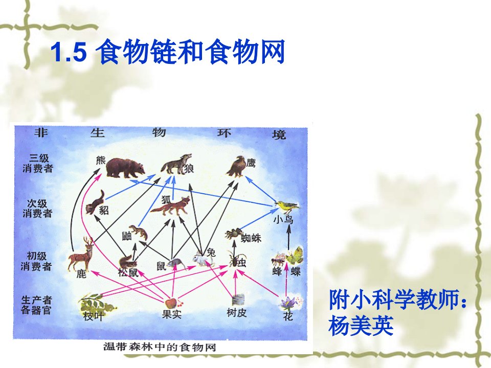 食物链和食物网PPT课件