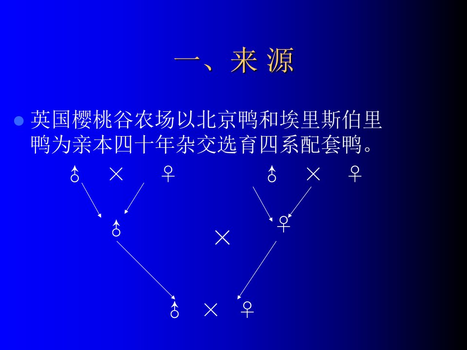 樱桃谷肉种鸭的饲养管理技术专题培训课件