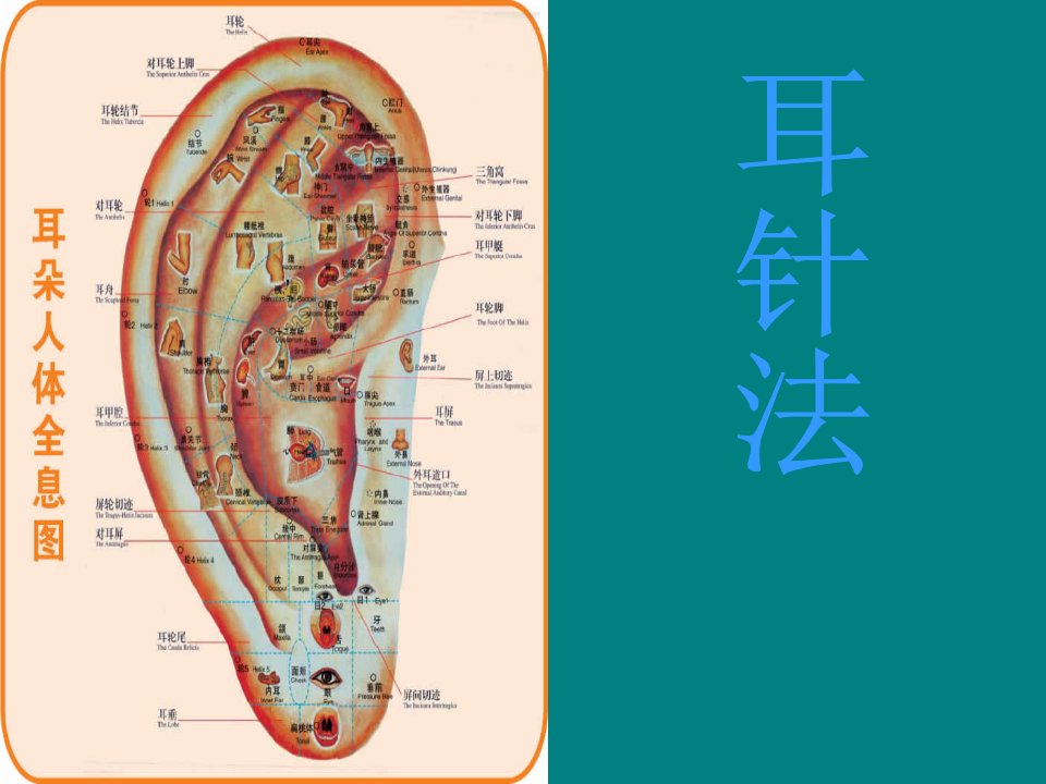 中医耳穴件课件