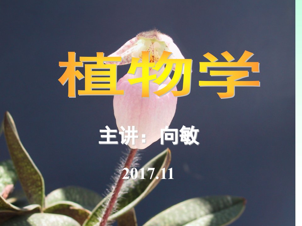 植物学课件