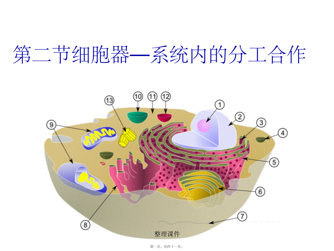 《细胞器——系统内的分工合作》(共48张)