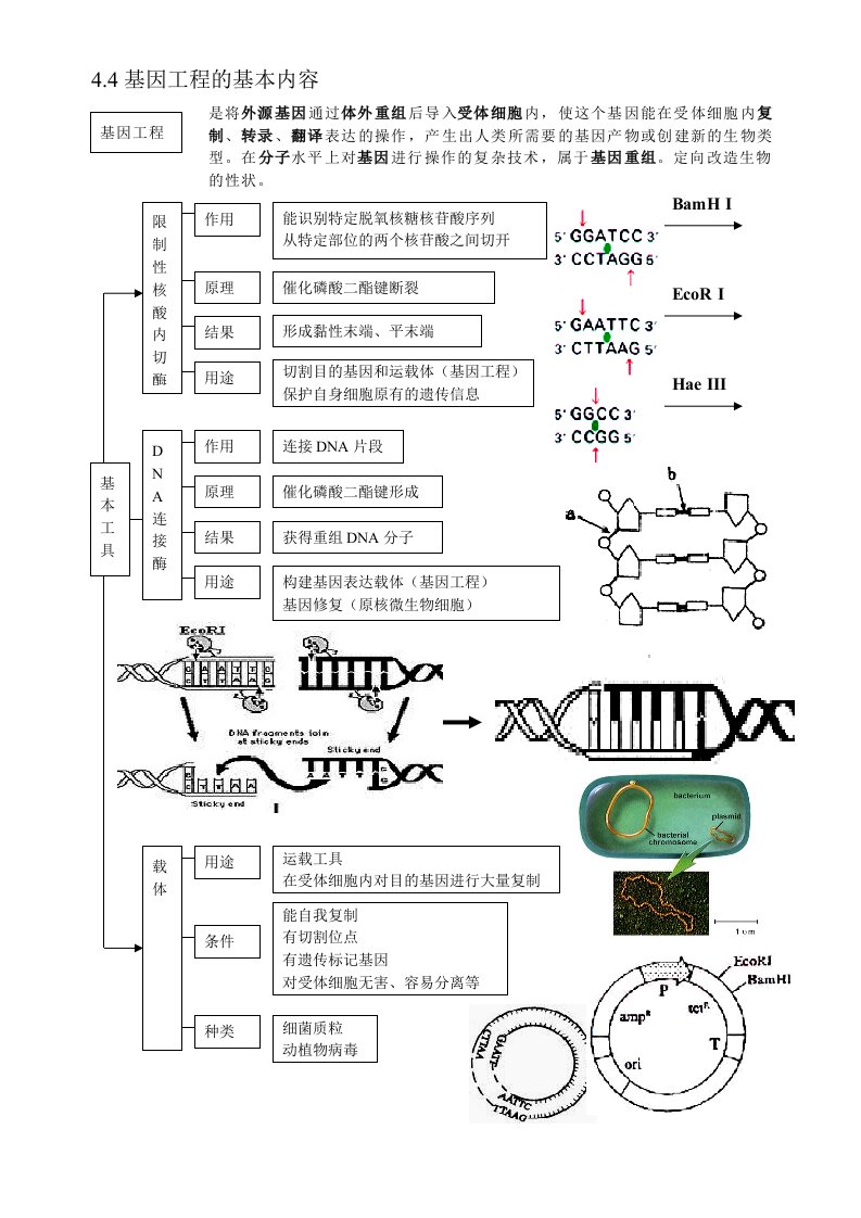 高中生物基因工程