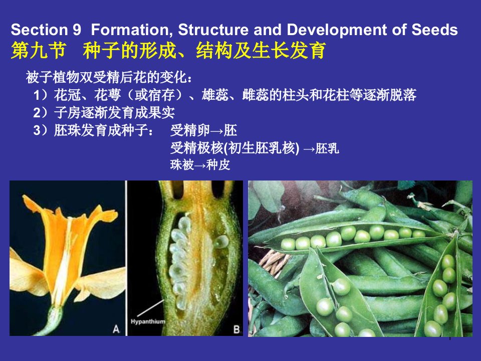 《种子、果实》PPT课件